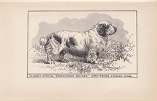 1900 CLUMBER SPANIEL DOG Print - Dog Wall Art - Dog Gift - 8.6 x 5.6 Inches