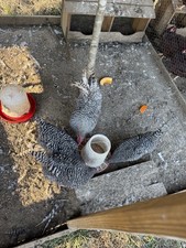 Barred Rock Hatching Eggs (12)