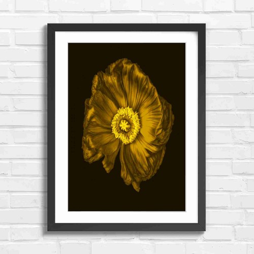 Bold red poppy - poppy, flower