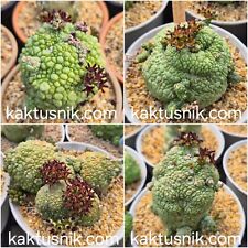 Pseudolithos migiurtinus