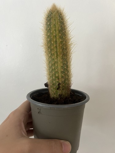 Variegated rare cleistocactus - variegated,