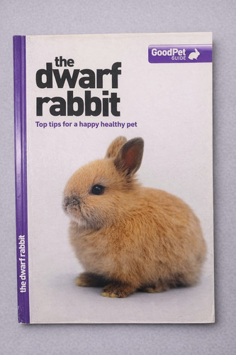 The dwarf rabbit good - -, pet