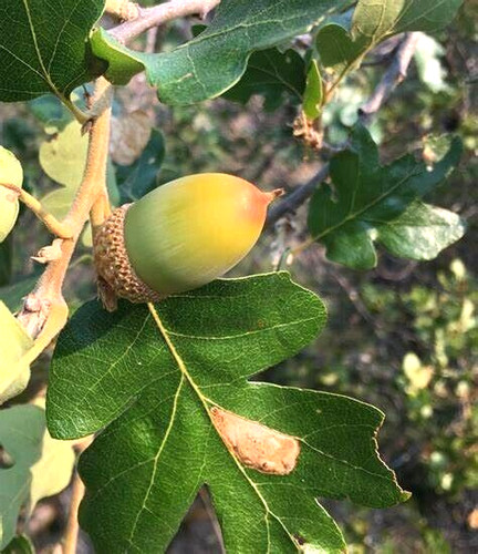 Oregon white oak - oak,