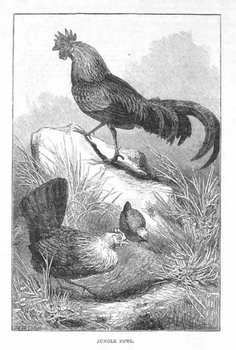 Jungle fowl antique print - fowl, 1884