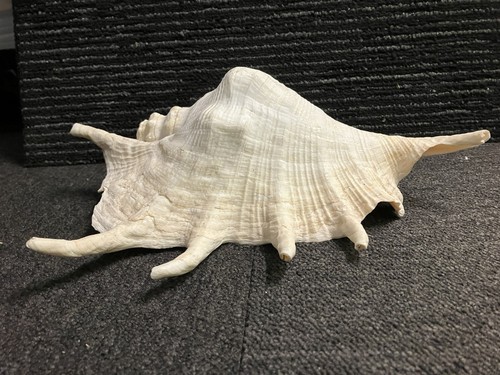 Giant spider conch seashell - giant,