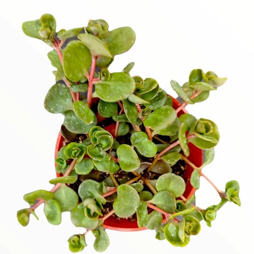 Hardy sedum rooted plant - rooted,