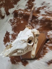 Roe Deer Head Taxidermy Plaque