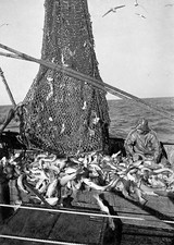Trawlerman opens net of deep sea trawl off the coast following 5 h- Old Photo