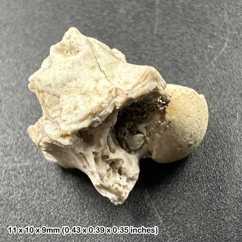 Fossil snake vertebra - snake,