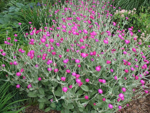 Lychnis coronaria rose - 6x,