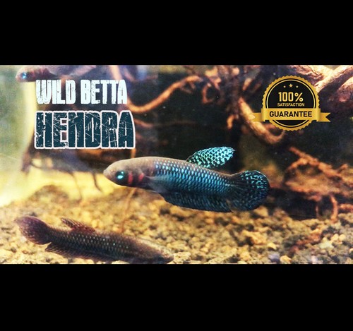 Rare wild betta - betta, hendra