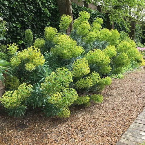 Green exotic perennial - green,