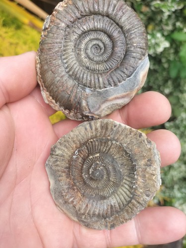 Dactylioceras ammonite pos - sp,
