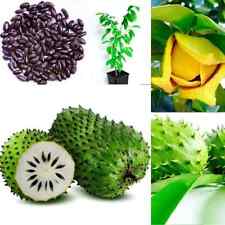 GROW TROPICAL FRUIT TREE PLANT SEEDS GUANABANA SOURSOP ANNONA MURICATA GRAVIOLA