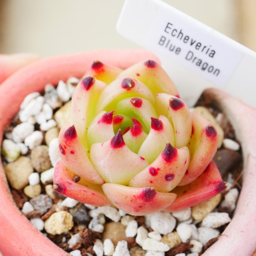 Echeveria blue dragon 5cm - blue,