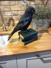 Taxidermy carrion crow - crow, (corvus