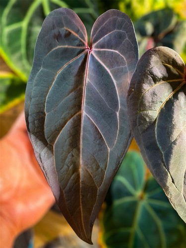 Anthurium x - x,