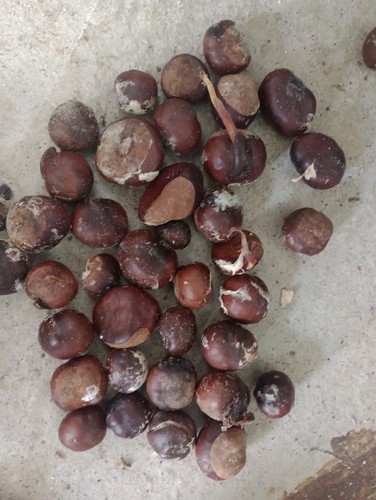 Conkers late 2024 crop - x,