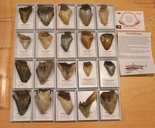 AMAZING VALUE.... 100% GENUINE MEGALODON SHARKS TOOTH FOSSIL IN DISPLAY BOX!