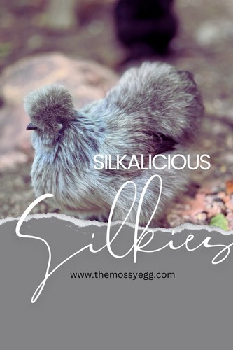 Fertile silkie hatching - fertile,