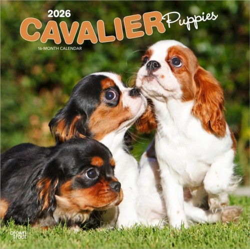 Cavalier king charles spaniel - charles,