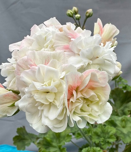 Pelargonium lia persephone - pelargonium,