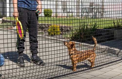 Temporary dog fencing safety - dog, /