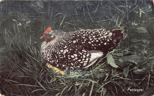 Postcard chicken patience - -,
