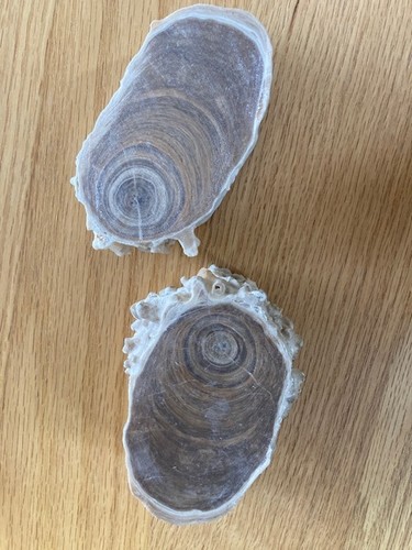 Two petrified wood slices - wood, one