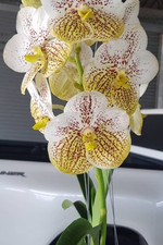 Rare  Vanda Edwin Alberto orchid plant  FS , not in bloom