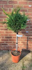 4 FT Cupressocyparis leylandii Leyland Cypress Gold Evergreen Large Tree Conifer