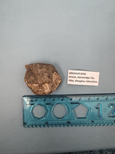 Dinosaur bone jurassic - bone,,