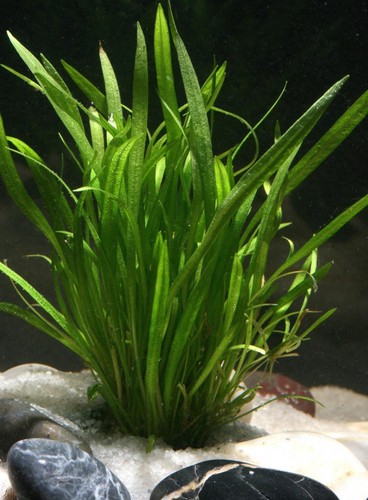 Amazon sword tropical - amazon,