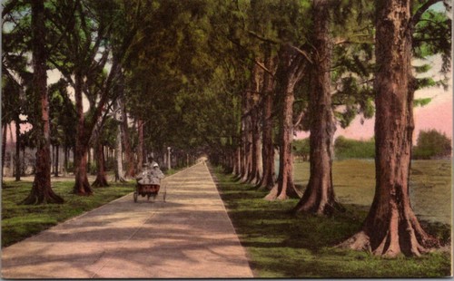 Australian pine walk - walk, palm