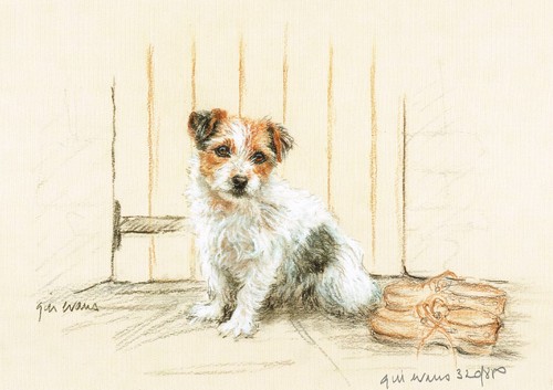 Jack russell terrier - jack,