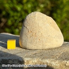 Echinocorys echinoid fossil