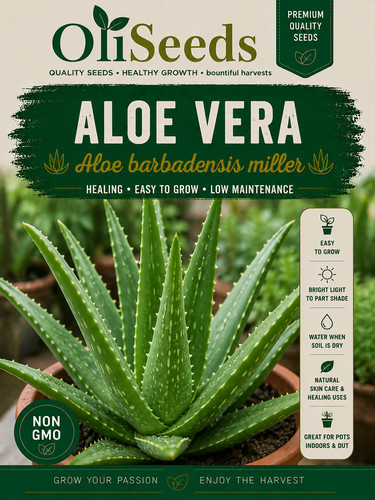 Aloe vera seeds medicinal - aloe,