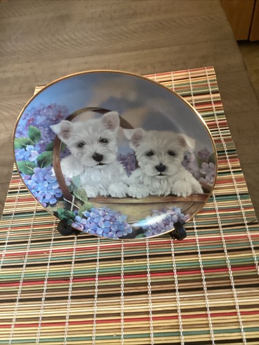 Westie west highland terrier - west,