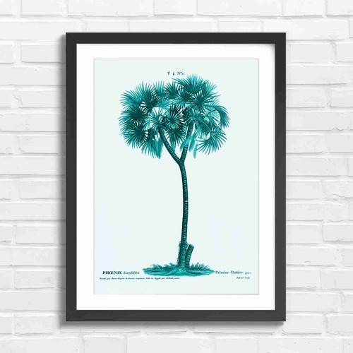 Vintage date palm tree - date,