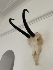 Mountain Goat Horns antlers