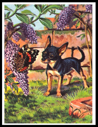 Chihuahua and butterfly lovely - chihuahua,