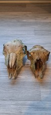 Two Old Sheep Skull Taxidermy