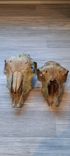 Two old sheep skull taxidermy - old,