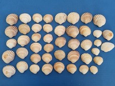 Natural cockles clam - natural, seashell