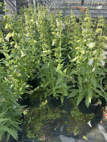Penstemon apple blossoms hardy - blossoms,