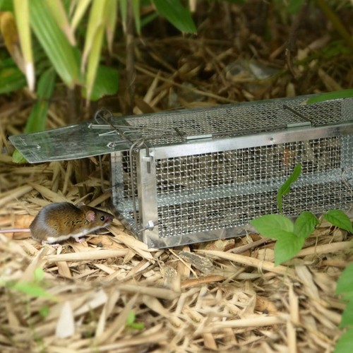 Metal squirrel trap humane - squirrel,