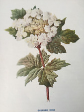 Antique 1902 Botanical Print – Guelder Rose –  Hulme Wildflower Chromolithograph