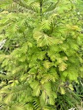 Metasequoia glyptostroboides