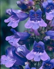 Pack penstemon heavenly - x6,