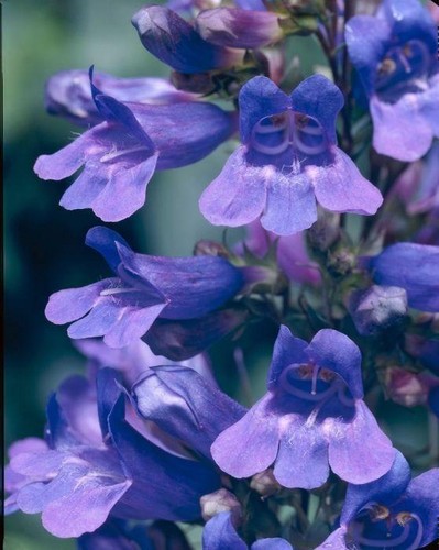 Pack penstemon heavenly - x6, 'heavenly